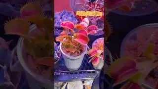 Daily feeding.🎋🎋🍃🍃 #floricultura #daily #bonsai #feed