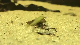 Acestridium dichromum
