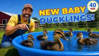 Taking Care of Baby Ducklings With Farmer Jason 🦆 Learning About Animals For Toddlers & Preschoolers