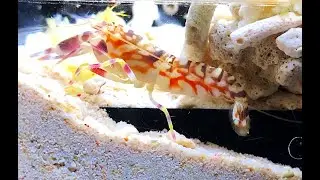 ニシキテッポウエビ　Tiger pistol shrimp　Alpheus bellulus