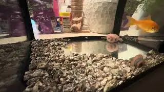 今日の金魚
