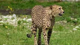 Wild Hunting Season On!