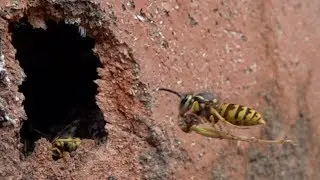 German Yellowjackets at nest. Deutsche Wespen (Vespula germanica).  Best of 12.7.2019