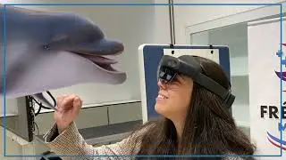 Hologram Dolphin of Fr&eacute;dARico Mental Health