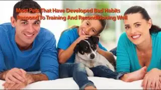 Dog Training NYC Best Obedience Training in New York City Offers Puppy Training