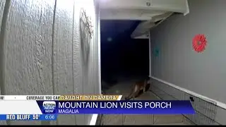 Caught on Camera: Close encounter with mountain lion in Magalia