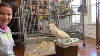 #128 CLEANING MY COCKATOOS CAGE FUN FUN FUN