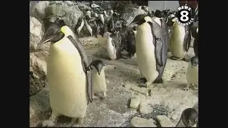 Penguin Encounter at SeaWorld San Diego 2004
