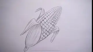 How to draw a maize