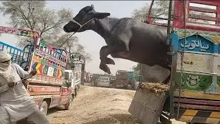 Buffalo | buffalo full jumping | buffalo unloading popular video | HD buffalo jumping | new video