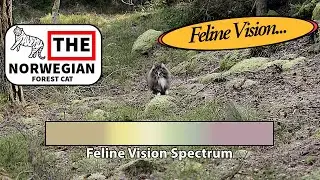 How Cats See the World,,, very differently. #cat #norwegianforestcat