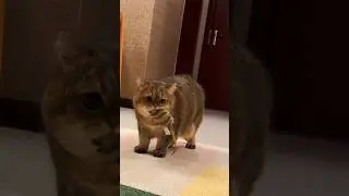 The bravest hunter in the world! 😼 #cat