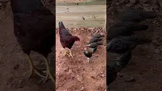 Baby Rooster Tries To Spur Big Chicken