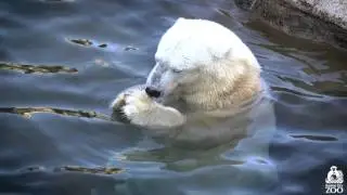 Berlin the Polar Bear at the Kansas City Zoo