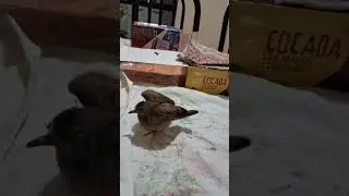 Filhote de rolinha