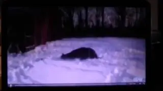 Is Snow Too Cold For Horses - Do Horses Need Blankets In Snow - Why Blankets Can Hurt Horses