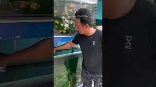 LIMAS FARM GOLDFISH FARM PAKAI GARAM IKAN GLUCOSALT