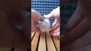 новый чайный друг #китайскийчай #nature #tea #чайнаяцеремония #чай #makushimu #чабань #music