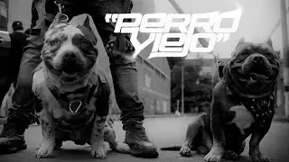Clafseis - Perro Viejo (Prod. DeGenErrado) [Video Oficial]