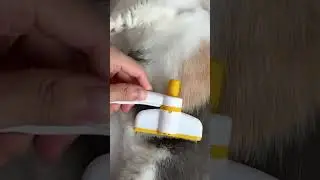 Self Cleaning Pet Grooming Brush &ndash; Easy Hair Removal for Dogs & Cats #petgrooming #dogbrush