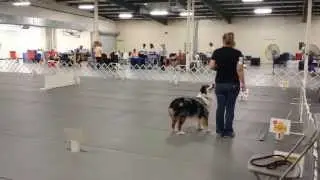 AKC Rally Advanced A 1st leg Australian Shepherd perfect score