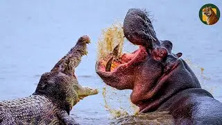 The Brutal Battle of the Wild&rsquo;s Strongest | ANIMAL DOCUMENTARY