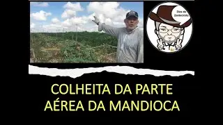 69. COLHENDO A PARTE AÉREA DA MANDIOCA
