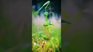 #bridelovers#reels #trending #like #view #shortvideo #plz subscribe