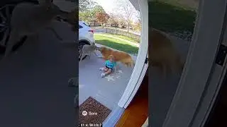 Hero Dog Saves Toddler from Coyote Attack!