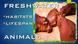 FRESHWATER ANIMALS |HABITATS AND LIFESPAN (#01)