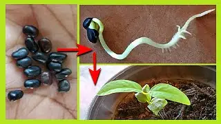 How to Easily Germinate Butterfly Pea Flower Seeds | Step-by-Step Guide to Growing Butterfly Pea