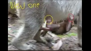 Newborn monkey, It just born monkey, Jill's newborn monkey so cute one