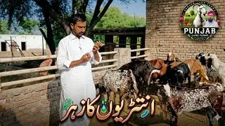 ETV Vaccine in Goats | Bakriyon Ki Hifazat#goat 