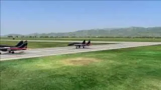 Fox Rolling Free Flight