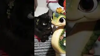 #cat #catsruletheworld #catlover