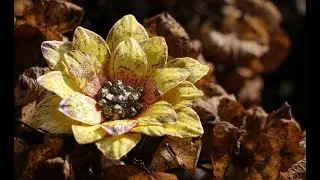 Sunkissed Fleur - Heartfelt Creation