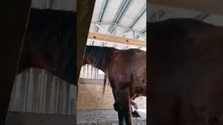 living with cushing...challenges never end #horse #free #cushing #life #death #youtube #shorts