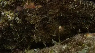 Octopus with Attitude!