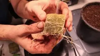 Moving the 87 Year Old Tomato to Soil Finally