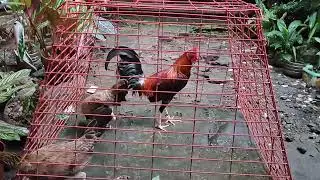 (Materials TRIO) 🐓🐔🐔5k sweater broodstag 5k sweater pullet and Golden boy sweater pullet