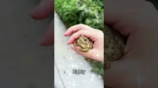 Toad farming has become a profitable business investment.#funny #facts