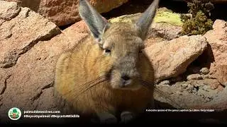 Ecuadorean Viscacha Lagidium ahuacaense - South America