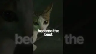 Cat sad and educational story