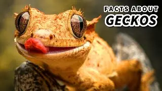 Факты о гекконах: некоторые из них безногие? | Архив фактов о животных
