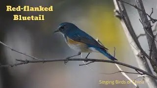 Orange-flanked Bush Robin Bird Sound Video: Red-flanked Bluetail Bird Songs of China