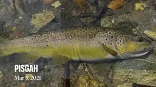 The Davidson river March 2021