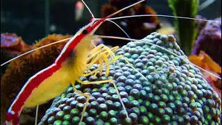 Facts: The Pacific Cleaner Shrimp