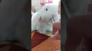 Bunny Taking Medicine 💉🐇 His Reaction Is Every Pet Parent's Dream