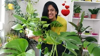 The Most Beautiful Plants to gift on Valentine's Day/5 Heart Shaped Indoor Plants for your Love
