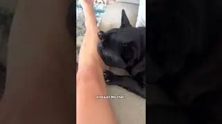 Would you move for $100?! 😭 #dogs #frenchie #shorts
